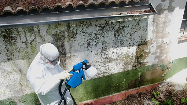 Top rated local Mold Cleanup specialists in Gladstone, MI